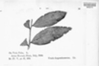 Uromyces viciae-fabae image